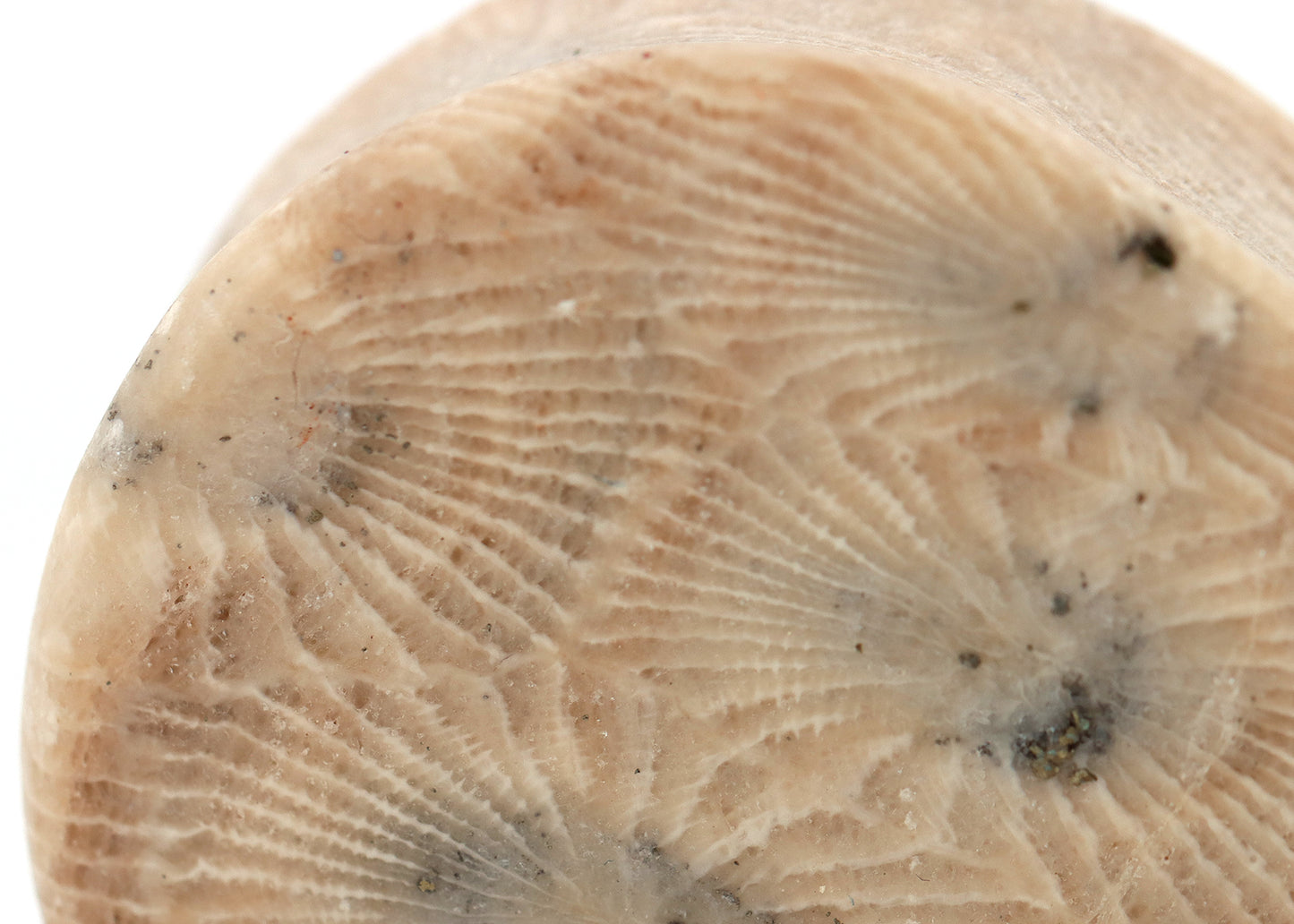 1"+ 5/8 Double Flare Fossil Coral Teardrop Plugs